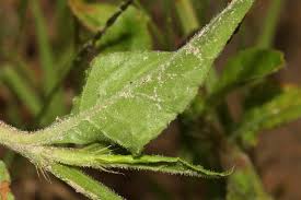 Image result for Oxygonum sinuatum