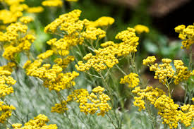 Image result for Helichrysum chasei