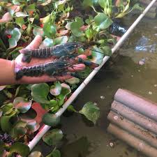 Boss Lobster Air Tawar Crayfish Udang Kara Air Tawar Home Facebook
