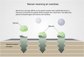 Understanding Naloxone Harm Reduction Coalition