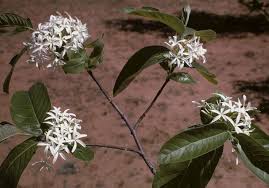 Image result for Holarrhena pubescens