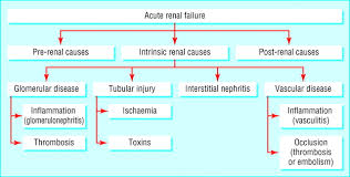 Image result for Renal Function