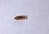 Black Lice Bugs