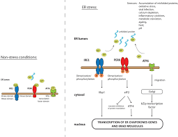 Maybe you would like to learn more about one of these? The Many Functions Of The Endoplasmic Reticulum Chaperones And Folding Enzymes Halperin 2014 Iubmb Life Wiley Online Library