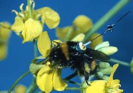 As a rule of thumb the foraging area around a beehive extends for two miles (3.2 km), although bees have been observed foraging twice and three times this distance from the hive. Flying Math Bees Solve Traveling Salesman Problem Wired