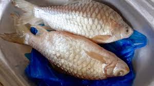 Digoreng dengan jeruk pla som. Profil Ikan Lampam Ekor Merah Umpan