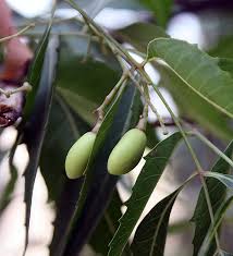 It is one of two species in the genus azadirachta, and is native to the indian subcontinent and most of the countries in africa. File Unripe Neem Fruits Jpg Wikipedia