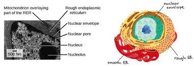 Check spelling or type a new query. Plant Cell Nucleoplasm Shefalitayal