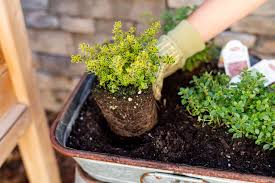 Check spelling or type a new query. How To Grow Thyme