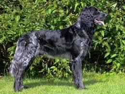 Image result for Velký münsterlandský ohař