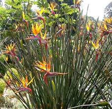 Bird Of Paradise Plant Varieties Australia This Item Is Unavailable Birds Of Paradise Conservatory Plants Drought Tolerant Garden