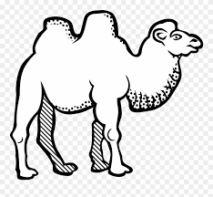 You've created two beautiful drawings and, hopefully, learned a lot about camels. Bactrian Camel Line Art Drawing Black And White Coloring Arabic Letters For Colouring Clipart 298747 Pinclipart