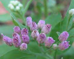 Image result for Pluchea