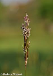 Image result for Anthoxanthum