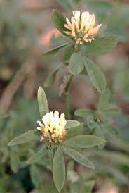 It is mixed with grass (ryegrass) or with a winter cereal crop such as oats to make high quality silage. Trifolium Alexandrinum Wikipedia