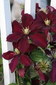 Clematis and tomatoes are two exceptions to the usual rule, and are best planted 6 inches deeper than the soil level in the pot. Clematis By Bruce Cole Clematis Flower Clematis Red Flowers