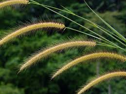 Image result for Cenchrus polystachios