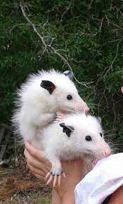 Opossummypossum Cute Small Animals Albino Animals Animals Beautiful