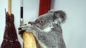 Veranstaltungen im zoo leipzig 2016, die tropenerlebniswelt gondwanaland verzeichnet neuen besucherekord. Koala Leipziger Zoo Freut Sich Uber Allerersten Nachwuchs Stern De