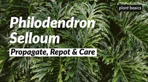 Our online store is on vacation for the next few weeks. Philodendron Selloum Care Propagation And Repotting Youtube