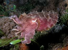 Check spelling or type a new query. Sotong Katak Wikipedia Bahasa Melayu Ensiklopedia Bebas