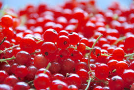 La Gadelle Nom Quebecois Donne A La Groseille Rouge A Grappe De L Ile D Orleans Appelee Aussi Cassis Rouge Delic Groseille Rouge Groseille Confiture Fraise