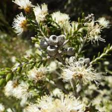 Image result for Melhania acuminata