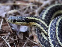 From cliparts to people over logos and effects with more than 30000 transparent free high resolution. Garter Snakes San Juan Island National Historical Park U S National Park Service