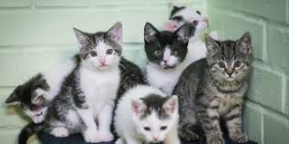 Es gibt flaschen für die aufzucht von katzenbabys mit speziellen saugern. Katzenbabys Im Karton Ausgesetzt