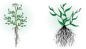Maybe you would like to learn more about one of these? Contoh Tumbuhan Dikotil Pengertian Ciri Ciri Beserta Contoh Gambar