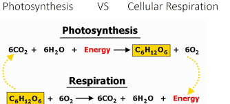 The chemical equation for cellular respiration is opposite to the equation for photosynthesis; Photosynthesis And Cellular Respiration Quiz Quizizz