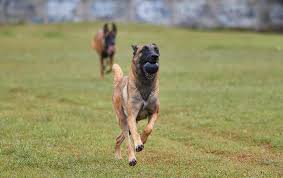 Discover the magic of the internet at imgur, a community powered. Belcika Malinois Acik Pixabay De Ucretsiz Fotograf