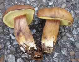 Image result for Boletus badius