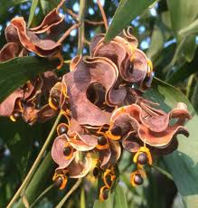 Image result for Acacia auriculiformis