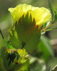 Image result for Gossypioides kirkii