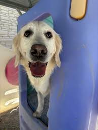 Silver Maple Pet Center added a...