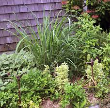 Image result for Cymbopogon citratus