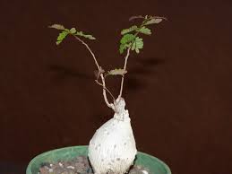 Image result for Elephantorrhiza elephantina