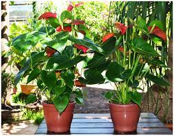 Faça seu pedido pelo nosso site www.idealflores.com.br. Um Vasinho No Banheiro Decor Assentos