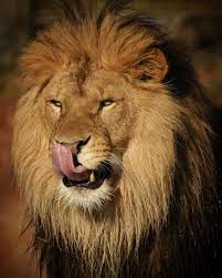 Shirleykroosphotography On Instagram African Lion Antoon Lion Beeksebergen Male Tongue Africanimals Zoophoto Wwf African Lion Zoo Photos Animals