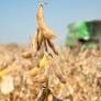 Brazilian Agricultural Markets Face Struggles with Soybean Stability and Corn Price Pressure in June 2026