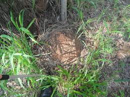 Then you'll have to inspect the entire house by sounding and probing: Termite Nests And Treatment Brisbane Conquer Termites Brisbane S Inspection Detection Treatment Specialists