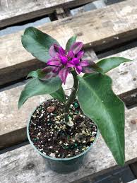 Image result for Pereskia