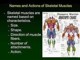 1 Chapter 11 Muscular System 2 Outline Types And Functions