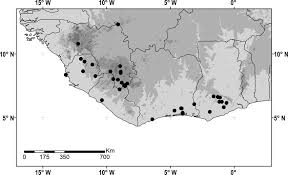 Image result for Englerodendron mengei