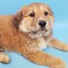 See more of windham nh akc golden retrievers puppies on facebook. 1