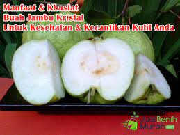 Jambu batu adalah buah yang paling berkhasiat bagi membekalkan vitamin dan mineral kepada tubuh manusia … buah tersebut juga efektif menurunkan bagaimanapun, pengambilan buah jambu batu perlu dibuat dalam jumlah yang mencukupi bagi memastikan khasiatnya berupaya memberi. 17 Manfaat Kandungan Nutrisi Dan Khasiat Buah Jambu Biji Kristal Taiwan Untuk Kesehatan Tubuh Serta Kecantikan Kulit Anda Jualbenihmurah Com