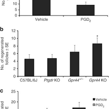 In fact, it may be this chronic inflammation that explains why bald men's scalps have increased levels of fibrotic (scar) tissue. Prostaglandin D2 Pgd2 Inhibits Wound Induced Hair Follicle Neogenesis Download Scientific Diagram
