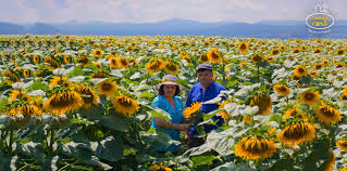 Toata industria alimentara mondiala il pune pe primul loc pe cel din masline, ca parte importanta al dietei mediteraneene, singura inventata de oameni cu efecte dovedite impotriva bolilor cardiovasculare. Ulei De CasÄƒ Posts Facebook