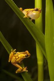 Hourglass Frogs Dendropsophus Ebraccatus Costa Rica Frog Wallpaper Amazing Frog Cute Frogs